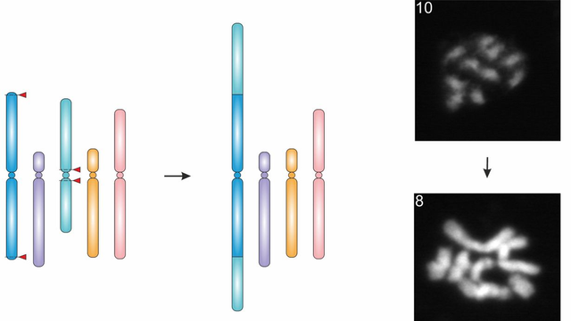Forschende des KIT haben erstmals die Chromosomenzahl einer Pflanze verringert, indem sie zwei Chromosomen miteinander verschmolzen (schematische grafische Darstellung)