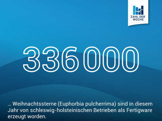 336000 Weihnachtssterne (Euphorbia pulcherrima) sind in diesem Jahr von schleswig-holsteinischen Betrieben als Fertigware erzeugt worden.