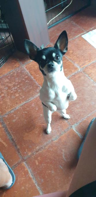 Niki waiting for the treats