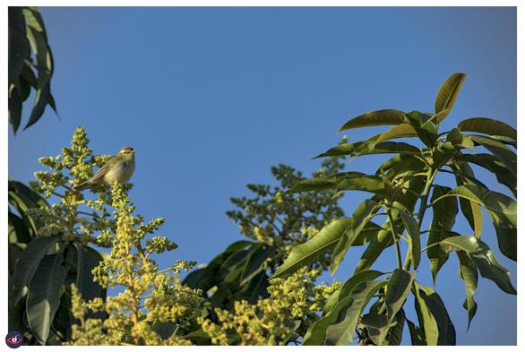 a small bird with brown head, wings and tail. the belly is whiter shade. you see a small yellow beak, and black eyes, there's also a white streak from the beak passing beyond the eyes.
The bird is perched on top of a mango tree flowers. there are mango leaves in the frame, and there's blue sky behind it.