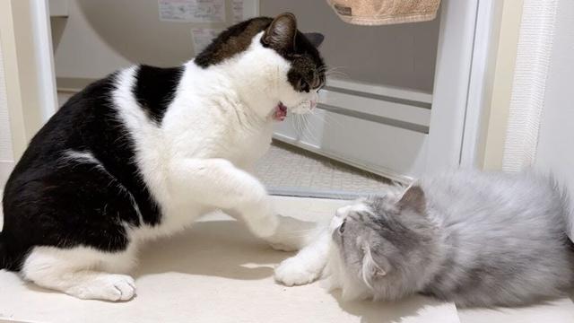 生まれて初めて兄猫に本気ギレされちゃった子猫がこうなった…涙