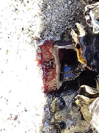 Photo of Actinia tenebrosa (Waratah Anemone) by twan3253. Attribution: (c) Tim, some rights reserved (CC BY).