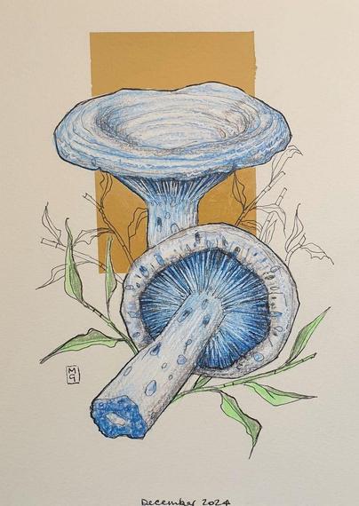 A colour drawing of Indigo Milk Cap mushrooms, blue mushrooms with darker blue gills. These mushrooms can be found in southern and eastern North America but is most common along the Gulf Coast, Mexico, and Guatemala.
An original art work, please note that the frame is not included.
Colour pencil and mixed media on acid free toned artist paper
5 by 7 inches (12.7 by 17.8 cm).