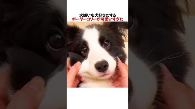 犬嫌いも犬好きにするボーダーコリーが可愛いすぎたｗｗｗｗｗ