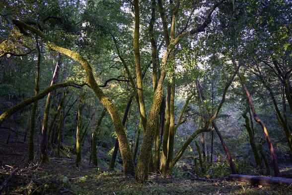 A small group of spindly trees covered in a fur-like leafy plant in a larger forest. The trees are lit by early morning sun, while the surrounding trees are in shadow. Nothing is straight in the photo.