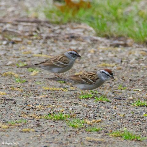 Two medium-sized sparrows with reddish crowns, white stripes above the eye, a dark eye stripe, grey below the eye and a white chin.  The chest is tan and underpants are white.  General coloration is light brown.  These Chipping Sparrows can be found throughout most of North America.