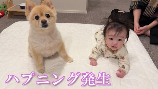 赤ちゃんとの距離が近過ぎるポメラニアンにハプニング発生…