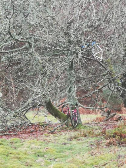 A leafless but lichen covered tree takes up most of the photo. In it are 4 bicycle frames, one with wheels attached.