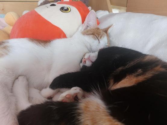 Two cats cuddeling with pillows around them. One Cat is white with a bit orange and the other cat is black with white and orange parts