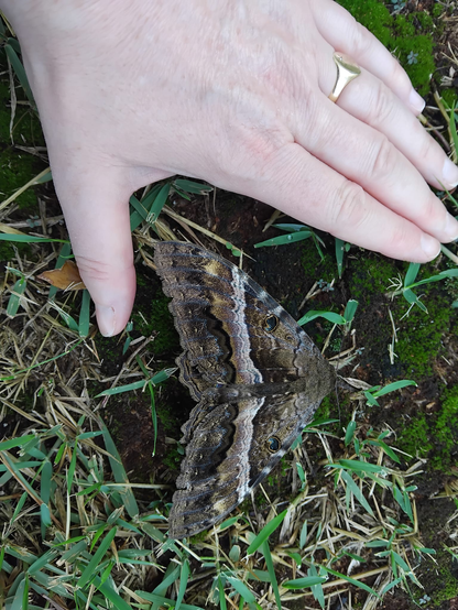 A large (c. 12cm wingspan?) moth, mostly dark brown but with various silvery-gold iridescent patterns, a white stripe across its forewing, and a comma-shaped stigma on each forewing too. Lying dead on grass, with a human hand framing it - forewing length is nearly the same length as the human's forefinger.
