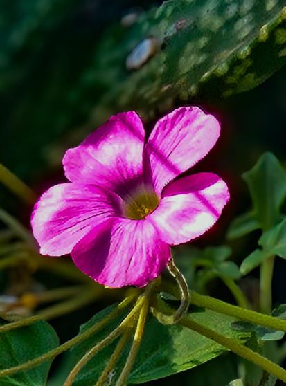 A close-up photograph features a vibrant pink flower in full bloom against a dark green background. The flower has five petals, with a slightly ruffled texture and lighter pink veins radiating from the center. A yellow and orange center is visible within the petals. Thin, branching stems and green leaves surround the flower, creating a natural, organic composition. The background is blurred, emphasizing the flower as the focal point of the image.