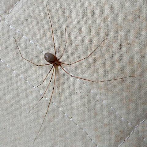 auf einem cremeweißen, leicht abgesteppten und rechts mit einem hauch stockflecken versehenen textil sitzt eine große zitterspinne. das sind die mit den weberknecht-artig fadendünnen beinen. die beine sind braun und an den gelenken dunkler. der sonst eher kleine, braune und länglich tonnenförmige hinterleib ist hier groß, grau und rund, ellipsoid, wie aufgebläht