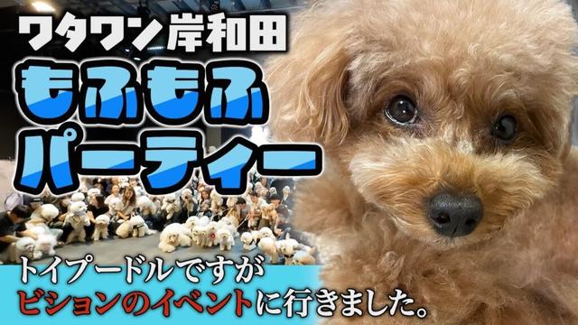 【トイプードルのテト】トイプードルですがビションフリーゼのパーティーに来ました。