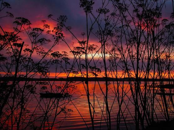 The image depicts a silhouetted view of plant stalks against a vibrant sunset reflected in calm water. The foreground and middle ground are filled with thin, dark plant stems and branches, creating a dense, linear pattern. Behind the plant silhouettes, the sky is ablaze with warm colors, ranging from orange and yellow near the horizon to deep red and purple higher up. The sunset's colors are mirrored in the water below, creating a symmetrical, almost doubling effect of the sky's hues. The overall impression is one of peacefulness and dramatic natural beauty, with the dark plant life providing a stark contrast to the bright sky and water.