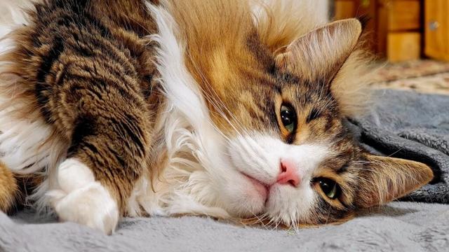 甘えんぼ猫ちゃんの可愛すぎる様子をおすすめグッズと一緒に紹介します！