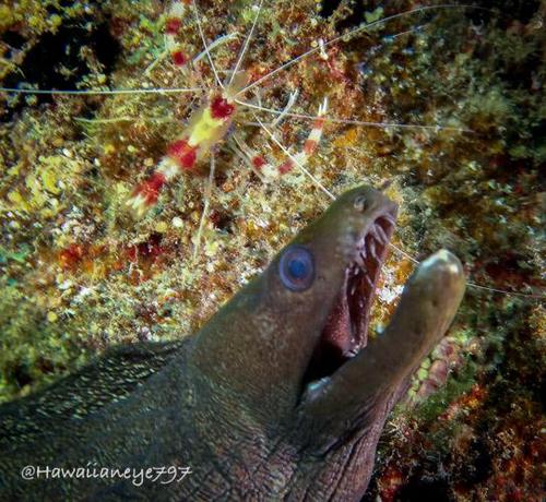 A greenish brown moral eel looks upward with its mouth agape. A red and white banded shrimp pauses on a wall above the eel’s head.