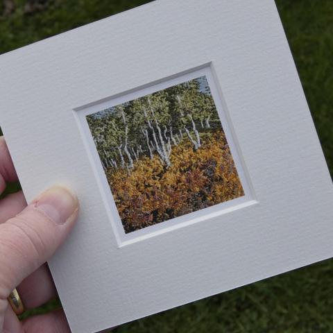 Miniature giclee print taken from a stitched artwork depicting silver birch trees with autumnal bracken in the foreground. Mounted to fit a 5 x 5 inch frame it is held in the artist's hand for scale