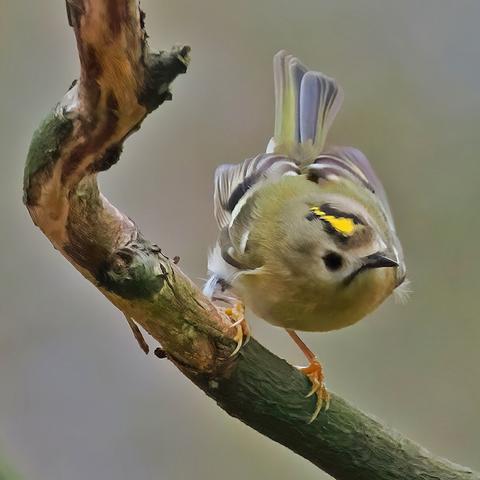 Wintergoldhähnchen sitzt auf einem morschen Ast und schaut nach unten links.
