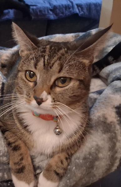 Lying on her warm grey and white blankets on top of a cat tower is Pax, our brown tabby cat with white markings.  Her big amber-colored eyes are wide awake and alert.  Her two striped forelegs with white mittens are placed in front of her.  A silver bell dangles from her collar.