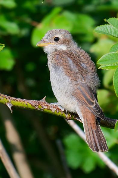 Neuntöter Jungvogel mit braun-grauem Gefieder sitzt auf einem dornigen Ast vor grünem Laub.