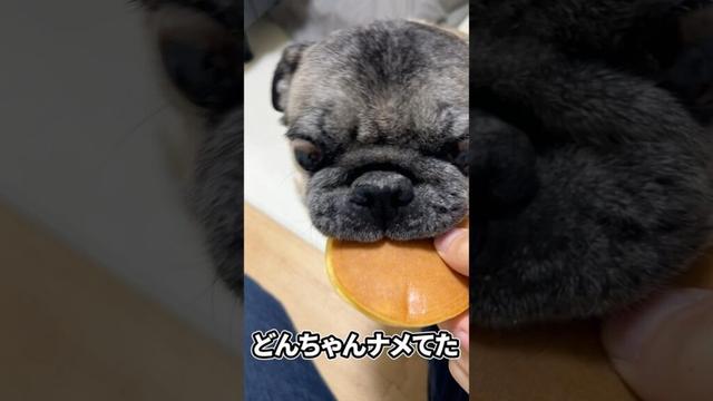 パグのどんちゃん初めてホットケーキを食べてみた！【パグ】 #パグ #pug #ペット