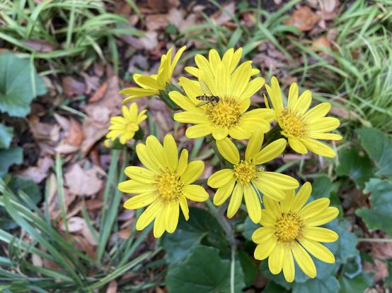 A bunch of yellow flowers blooming on the ground. A tiny hoverfly is perching on one of them and drinking nectar. The flower look similar to Daisy flowers.