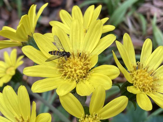 A close-up look of the tiny hoverfly and yellow flower. Now we can see the orange, white, black stripes of the hoverfly on their belly.