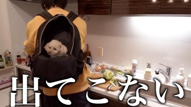 甘えん坊トイプードルに新しいバッグをプレゼントしたら…