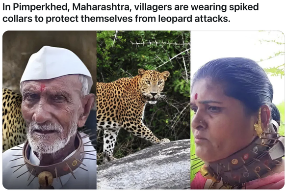 Pictured native Maharasgtra men and women wearing spiked collar around their neck. They wear these collars to protect themselves from leopard attacks