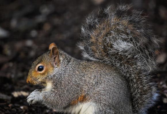 Squirrels in Yellowstone National Park