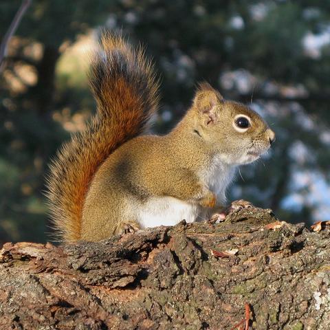 red squirrel (Tamiasciurus hudsonicus)