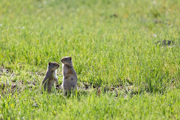 Uinta Ground Squirrel