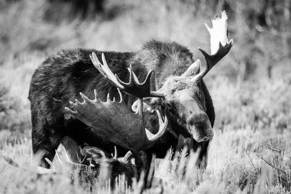 Two bull moose with large antlers in a field of sagebrush. One of them is lying down, and the other one is standing and scratching his face with the other moose's antlers.