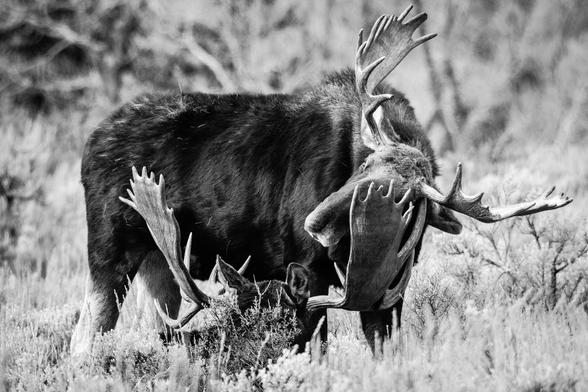 Two bull moose with large antlers in a field of sagebrush. One of them is lying down, and the other one is standing and scratching his face with the other moose's antlers.