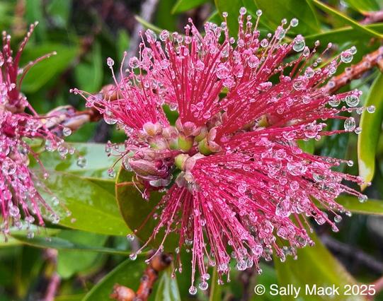 Color photo of a red bttlebrush flower, thin, delicate red spikes attached to a central core, each with numerous raindrops. Bckground is wet, green leaves.