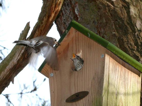 Zu sehen ist ein Vogel, der einen Nistkasten mit einem hungrigen Küken anfliegt. Der Nistkasten ist aus Holz, hat ein grünes Dach und hängt an einem Baum. (Quelle JPW.Peters, pixelio.de)