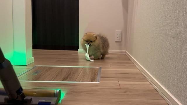 次から次へとイタズラが止まらないポメラニアン