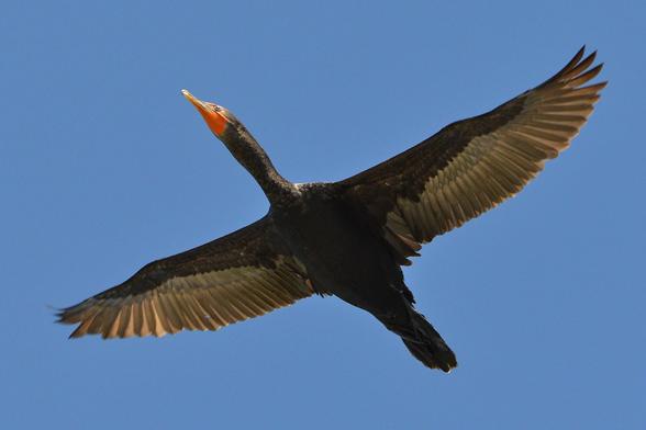 A photo looking up at a cormorant in flight. They're in front of a clear blue sky.