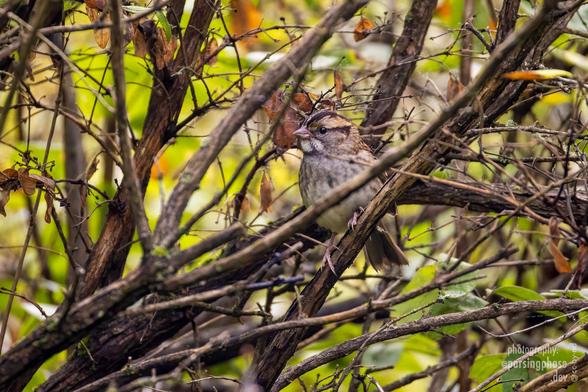 A tan-crowned, White-throated Sparrow shelters in the safety of a tangle of branches.