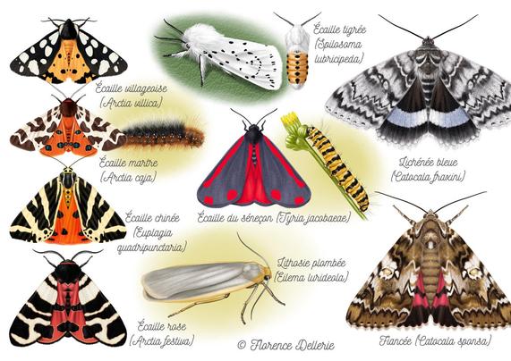 Planche d'illustrations personnelles montrant des papillons et des chenilles, de la famille des erebidae.