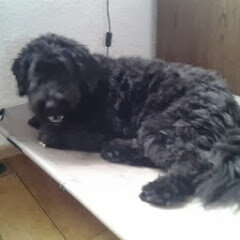 Koosje, ca 3mnd, op stretcher, jammer dat ik die heb weggedaan, nu zou die goed van pas komen zodat hij met z'n oude gewrichten makkelijk kan gaan liggen