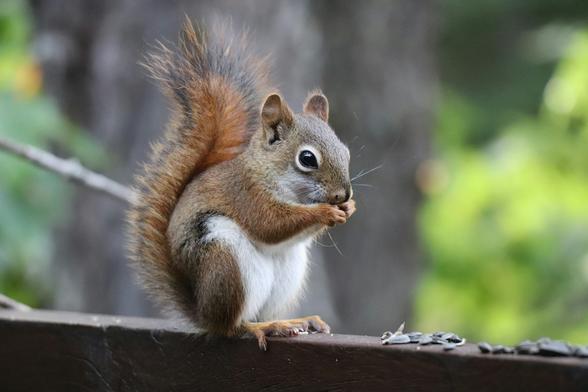 Squirrels in Rocky Mountain National Park