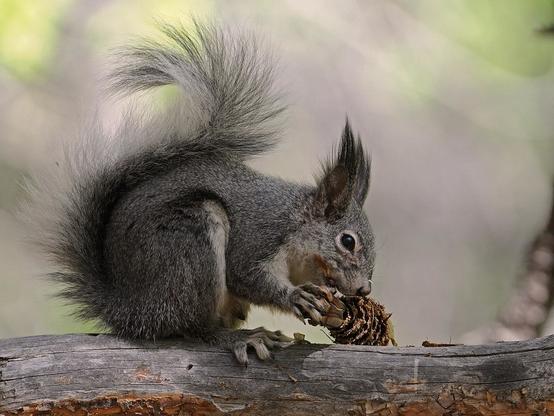 Abert's Squirrel