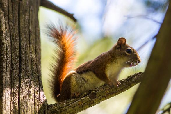 American Red Squirrel - Different Types of Squirrels in Canada