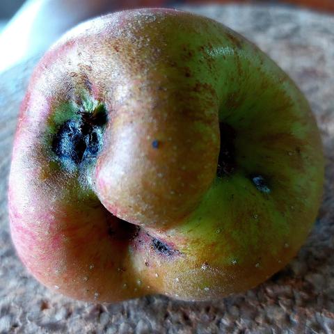 A strange red and green apple with rough skin. On the left, you can see a calyx, the remnants of the flower parts. On the right and at the bottom centre, there is a hollow for a stem. This apple had two stems, which means that two fruits fused together. This created a bulge that looks like a thick, long nose.