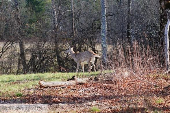 A deer standing still next to some brush while being photographed.
