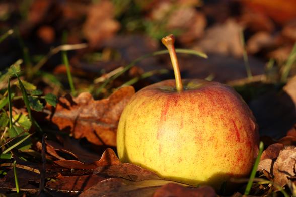 A photo of an apple lying on oak leaves on the ground in evening light in November 2025.