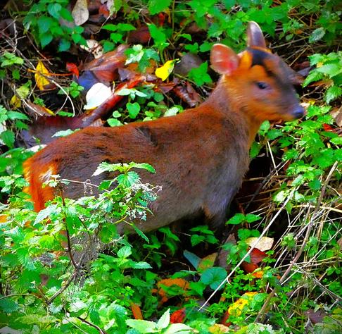 A muntjac fawn heading into the undergrowth near the Sandringham Railway path. Although it is now old enough to be independent it is still obviously a fawn and nothing like full grown, although even full grown these are quite small. It has thick brown furh, a black flash on its head , two quite prominent ears, and one of its two black eyes are visible.