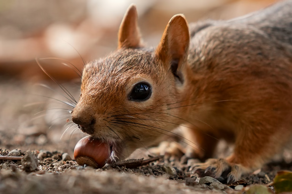 A close-up image of a squirrel getting food