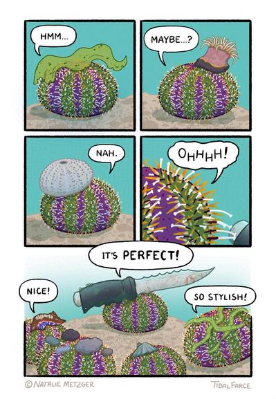 Panel 1: A brightly colored green, orange, white, and dark purple sea urchin, they have a kelp frond draped across the top of their orbness like a hat, a few orange spines poking through the seaweed, urchin is saying, "Hmm...", Panel 2: same urchin now has a pebble that is the anchor for a small anemone as a hat, urchin is saying, "Maybe...?", Panel 3: same urchin now with the shell of a dead urchin of the same species as a hat, "Nah.", Panel 4: close up of urchin reaching off screen with black and white tube feet to some obscured object, "Ohhhh!", Panel 5: a larger panel that contains several urchins wearing various sea debris as hats such as a chunk of a candy wrapper, some pebbles, a limpet shell, and some sea grass. The urchin from the previous four panels now has a large crusty looking dive knife as a hat and is saying "It's PERFECT" while the other urchins say, "nice!" and "so stylish!"